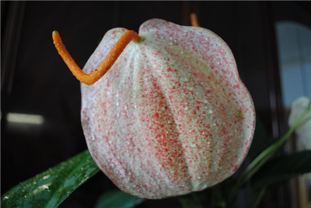 Антуриум Шерцера Граффити